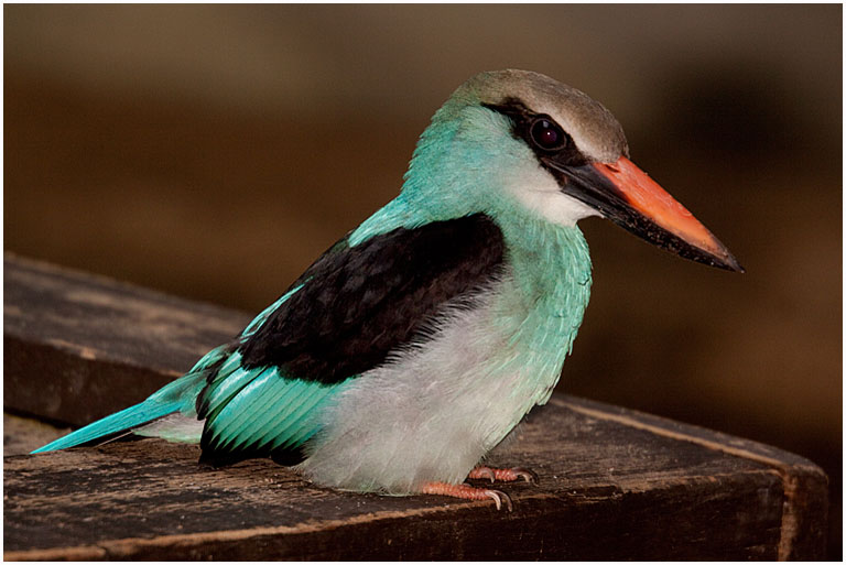 Blue Breasted Roller No 1 PRES s